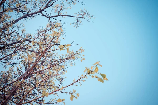 Immagine Tono Vintage Giovane Foglia Bodhi Albero Con Cielo Limpido — Foto Stock