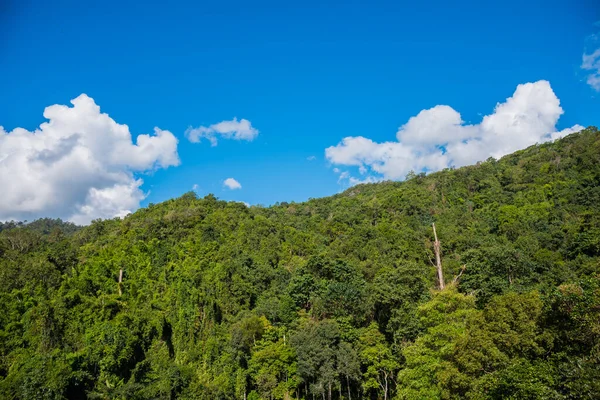 Bosque Verde Tropical Cielo Nublado Durante Día — Foto de Stock