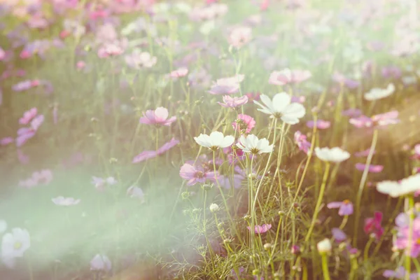 Imagen Tono Vintage Grupo Flor Cosmos Púrpura Campo Para Uso —  Fotos de Stock