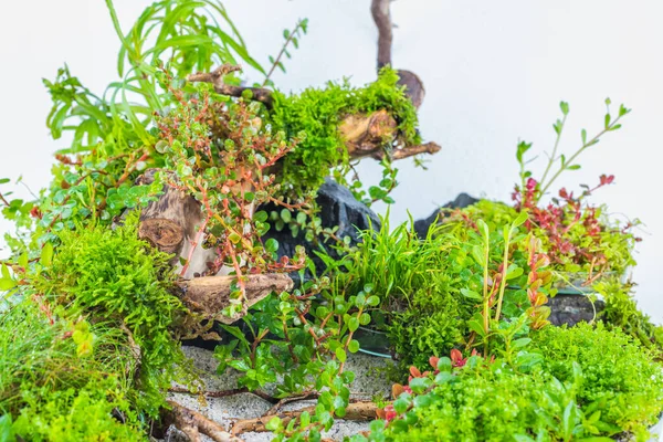 Japanse Stijl Kleine Tuin Wabi Kusa Met Rots Drijfhout Witte — Stockfoto