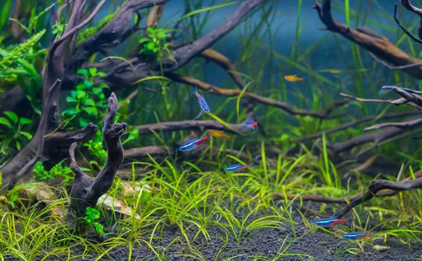 Bild Akvarium Tank Med Mängd Olika Vattenlevande Växter Inne Naturen — Stockfoto