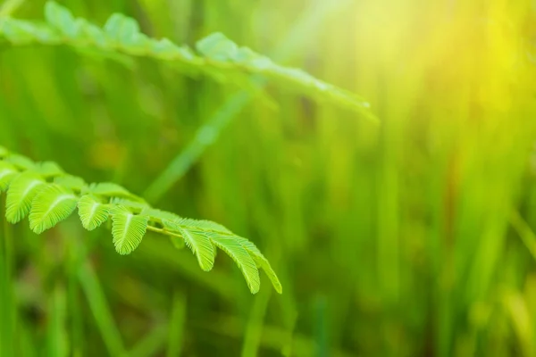 Imagen Planta Sensible Por Mañana —  Fotos de Stock