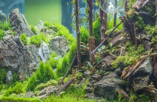 Image Rapprochée Forêt Dans Aquarium Style Nature Avec Une Variété — Photo