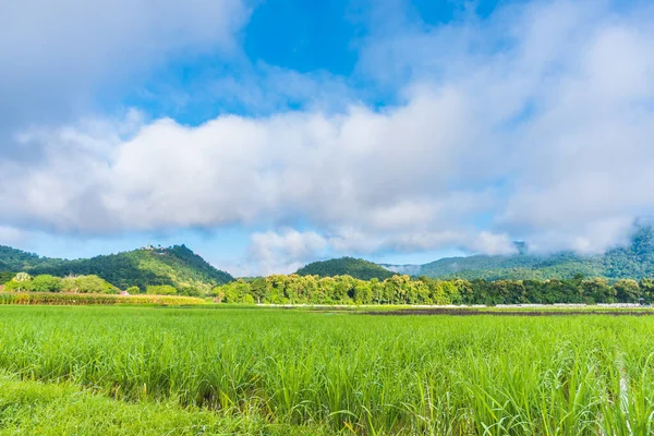 Image Beauté Journée Ensoleillée Sur Rizière Avec Ciel Montagne Arrière — Photo