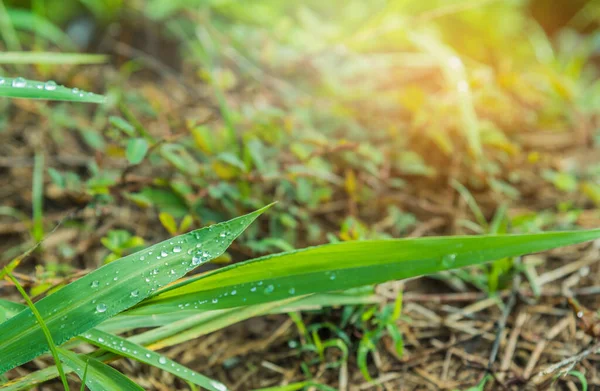 Imagem Campo Grama Com Gota Orvalho Hora Manhã — Fotografia de Stock