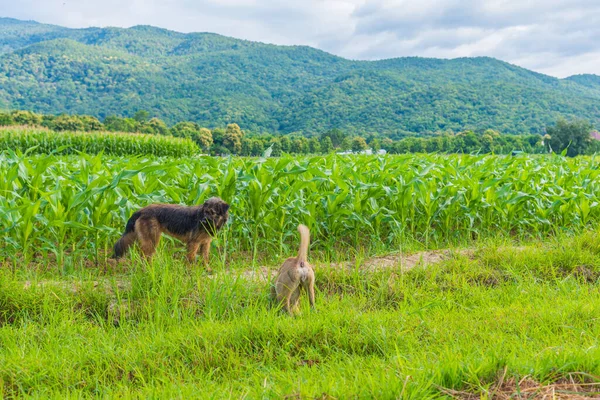 image of domestic dog running in corn field with green mountain background.