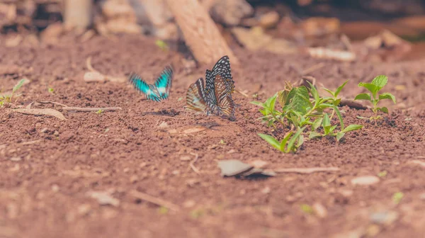 Imagen Mariposa Suelo Jardín Durante Día —  Fotos de Stock