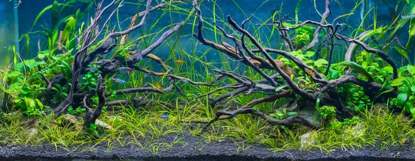 Image Réservoir Aquarium Avec Une Variété Plantes Aquatiques Intérieur Par — Photo