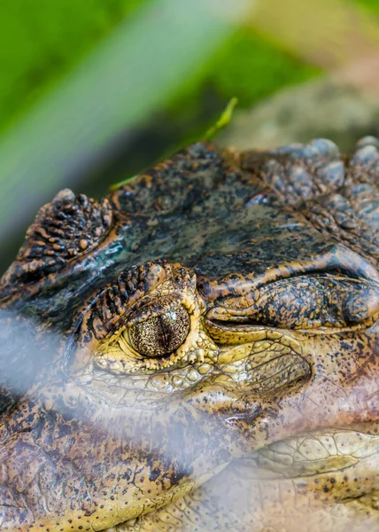 Закрыть Изображение Маленького Крокодила Наземное Время Суток Вертикаль — стоковое фото