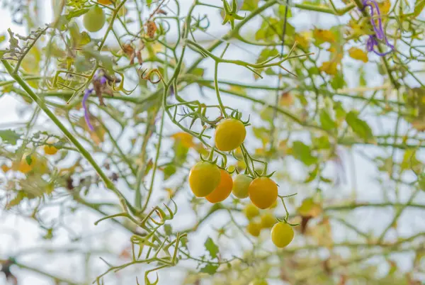 Image Yellow Tomato Garden Day Time — Stock Photo, Image