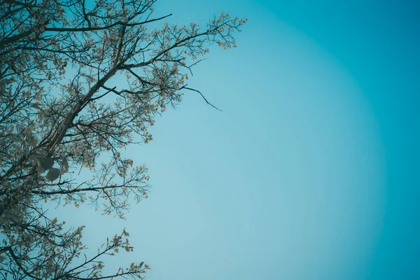 Яскраве Зображення Молодого Листя Дерева Бодхі Ясним Небом — стокове фото