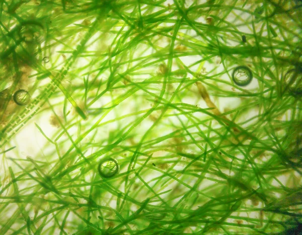 Close Shot Hair Algae Cell Microscope — Stock Photo, Image