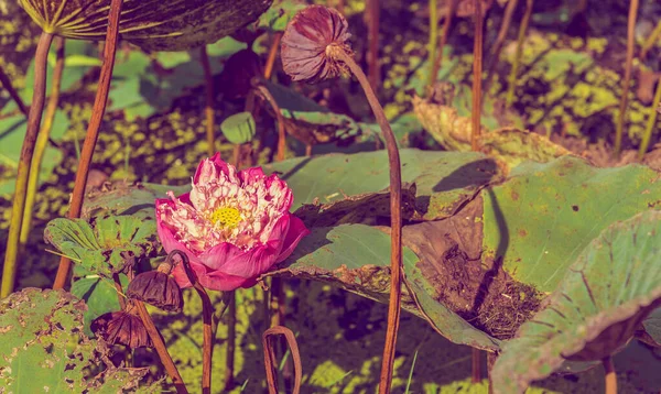 Vintage Tone Image Aged Pink Lotus Flower Water Surface — Stock Photo, Image