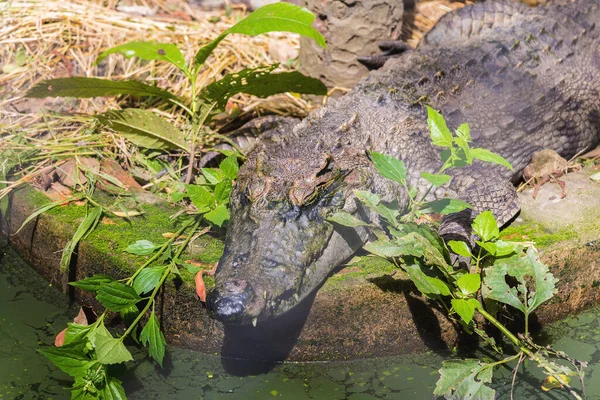 Close Image Small Crocodile Ground Day Time — Stock Photo, Image