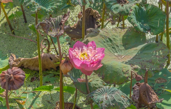 Image Aged Pink Lotus Flower Water Surface — Stock Photo, Image