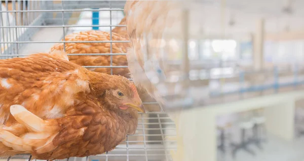 Kafesteki Tavuk Görüntüsü Arka Plandaki Bulanık Laboratuvar — Stok fotoğraf