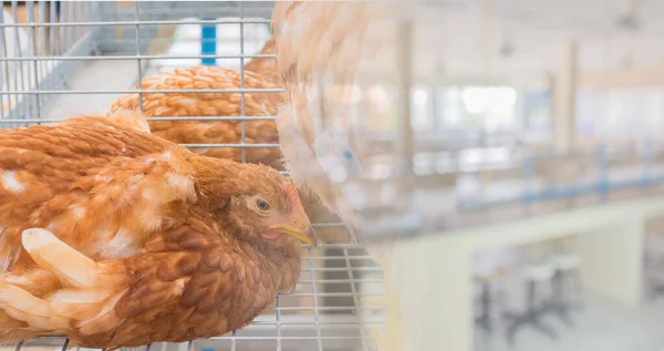 Immagine Pollo Gabbia Laboratorio Sfocatura Sullo Sfondo — Foto Stock