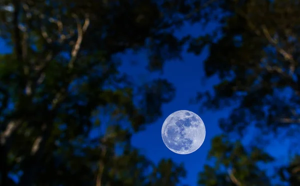 Fullmåne Och Suddig Siluett Träd Med Klar Himmel Bild — Stockfoto