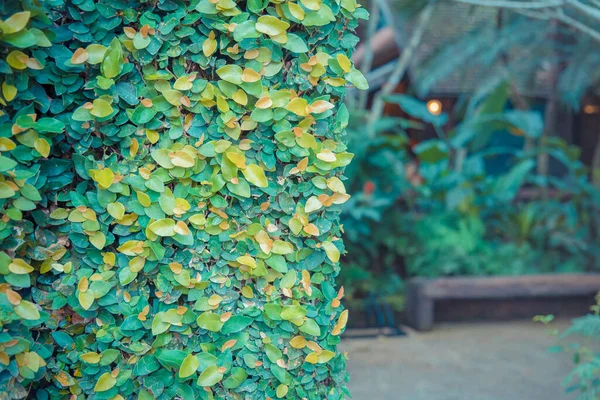 Arkaplan kullanımı için Yaprak duvarının klasik ton görüntüsü.