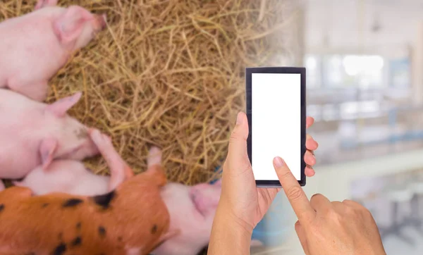 Bild Der Männlichen Hand Hält Smartphone Mit Unschärfe Schweinchen Käfig — Stockfoto