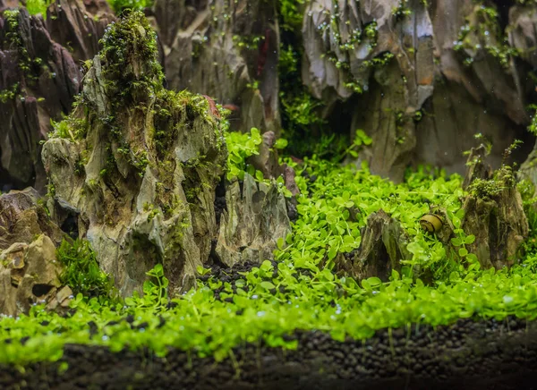 Nahaufnahme Eines Süßwasser Aquariums Mit Einer Vielzahl Von Wasserpflanzen Aquarium — Stockfoto