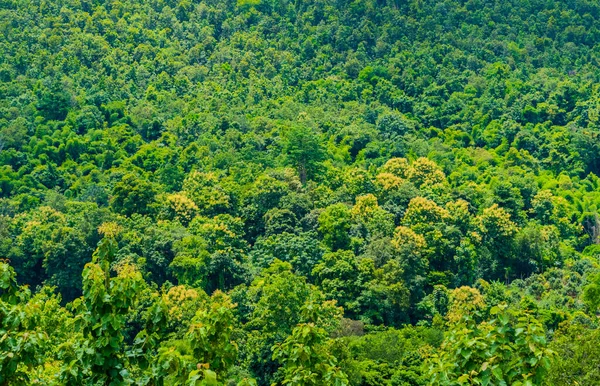 Közeli Kép Trópusi Zöld Erdő — Stock Fotó