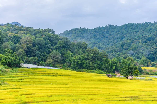 Image Beauty Sunny Day Golden Rice Field Mae Klang Luang — Stockfoto
