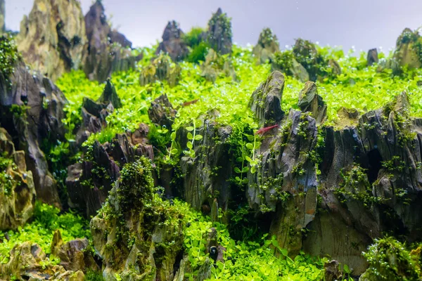 Nahaufnahme Des Aquariums Mit Einer Vielzahl Von Wasserpflanzen Inneren — Stockfoto