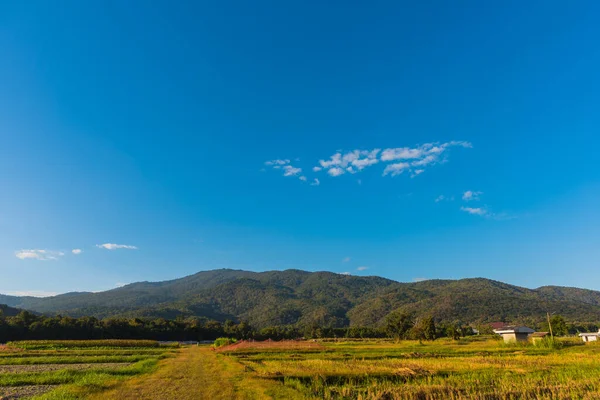 Image Panoramique Belle Journée Ensoleillée Sur Rizière Avec Ciel Bleu — Photo