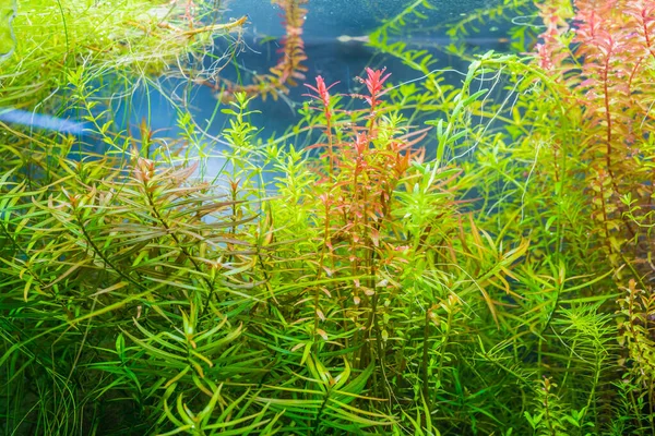Rotala Macranda ve içinde çeşitli su bitkileri bulunan akvaryum tankının görüntüsünü kapat.