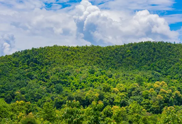 Bosque Verde Tropical Cielo Nublado Durante Día — Foto de Stock