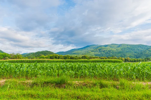 Campo Maíz Durante Día — Foto de Stock