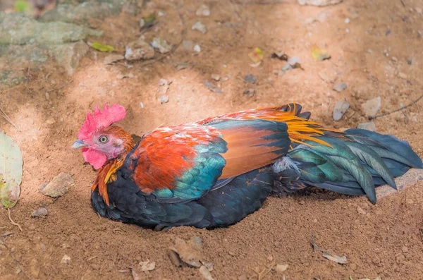 鶏の穴を掘るために嘘をつくためにファーム日時間 — ストック写真