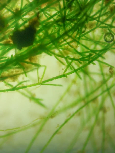 Close Shot Hair Algae Cell Microscope — Stock Photo, Image