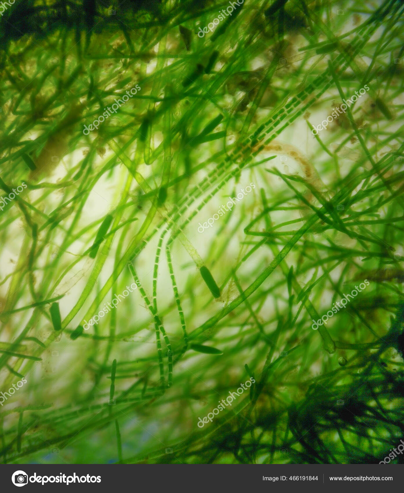Hair Algae Microscope