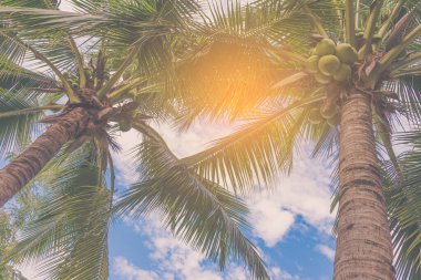 Hindistan cevizi ağacının gündüz görüntüsü ve açık mavi gökyüzü.