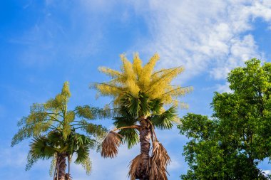 Gündüz vakti hayran palmiyesi resmi.