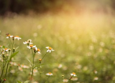Gündüz vakti vahşi papatya .