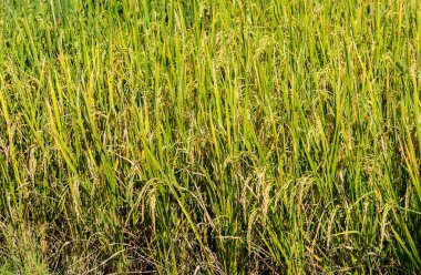 Arkaplan için pirinç tarlasının gündüz görüntüsü .