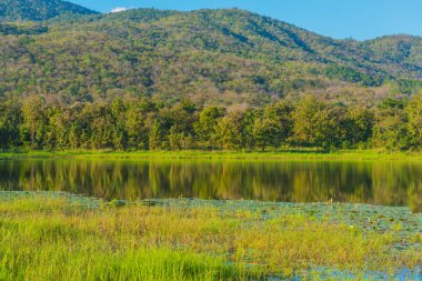 Gölde nilüfer ağacı ve arka planda dağ resmi.