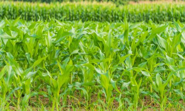 mısır tarlası gündüz vakti .