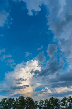 Ağaç sırası ve mavi gökyüzü arkaplan resmi. (dikey)