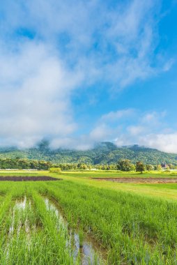 Pirinç tarlasında güneşli güzel bir gün. Arka planda gökyüzü ve dağ var. Doi Suthep Chiang Mai, Tayland 'da. (dikey)