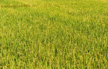 Arkaplan için pirinç tarlasının gündüz görüntüsü .