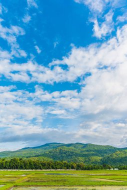 Pilav tarlasında güneşli bir günün panorama görüntüsü gökyüzü ve arka planda dağ Doi Suthep Chiang Mai, Tayland.