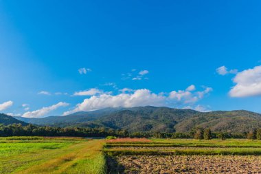 Tarım tarlasında güneşli güzel bir gün görüntüsü mavi gökyüzü ve arka planda dağ Doi Suthep Chiang Mai, Tayland.