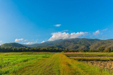 Tarım tarlasında güneşli güzel bir günün panorama görüntüsü mavi gökyüzü ve arka plandaki dağ Doi Suthep Chiang Mai, Tayland .