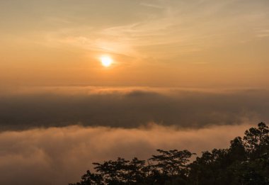 Sabah vakti güneşli bir ağaç.
