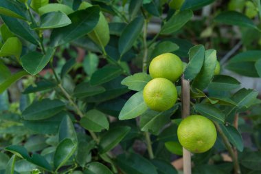Ağaçta asılı Tayland limonu resmi .