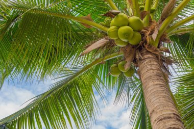 Hindistan cevizi ağacının gündüz görüntüsü ve açık mavi gökyüzü.